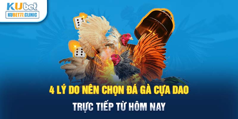 Luật chơi đá gà cựa dao trực tiếp bao gồm những quy định gì?