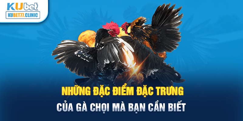 Những đặc điểm đặc trưng của gà chọi mà bạn cần biết