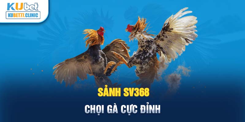 Sảnh SV368 - Chọi gà cực đỉnh